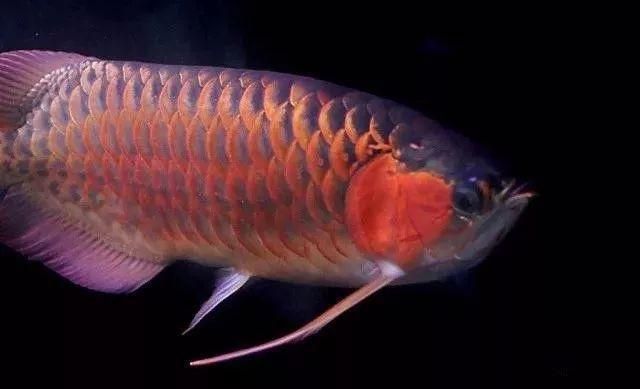 金龍魚繁殖難度高嗎？