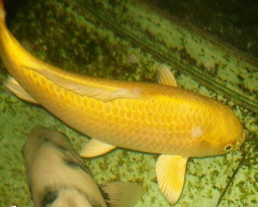龍魚吃錦鯉飼料的影響(龍魚可以吃錦鯉飼料嗎) 龍魚百科 第5張 龍魚吃錦鯉飼料的影響(龍魚可以吃錦鯉飼料嗎) 龍魚吃錦鯉飼料的影響(龍魚可以吃錦鯉飼料嗎) 龍魚百科 第5張
