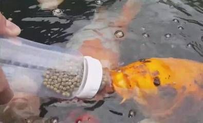 龍魚吃錦鯉飼料的影響(龍魚可以吃錦鯉飼料嗎) 龍魚百科 第2張 龍魚吃錦鯉飼料的影響(龍魚可以吃錦鯉飼料嗎) 龍魚吃錦鯉飼料的影響(龍魚可以吃錦鯉飼料嗎) 龍魚百科 第2張