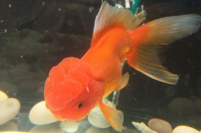 龍魚吃錦鯉飼料的影響(龍魚可以吃錦鯉飼料嗎) 龍魚百科 第4張 龍魚吃錦鯉飼料的影響(龍魚可以吃錦鯉飼料嗎) 龍魚吃錦鯉飼料的影響(龍魚可以吃錦鯉飼料嗎) 龍魚百科 第4張