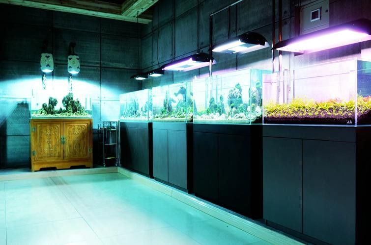 寧夏開水族店怎么樣？加盟祥龍魚場賣龍魚市場怎樣？