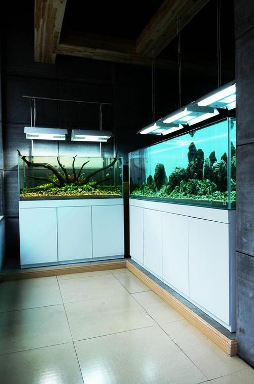 寧夏開水族店怎么樣？加盟祥龍魚場(chǎng)賣龍魚市場(chǎng)怎樣？