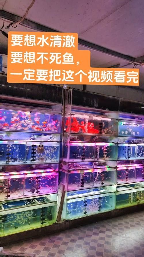 寧夏開水族店怎么樣？加盟祥龍魚場(chǎng)賣龍魚市場(chǎng)怎樣？