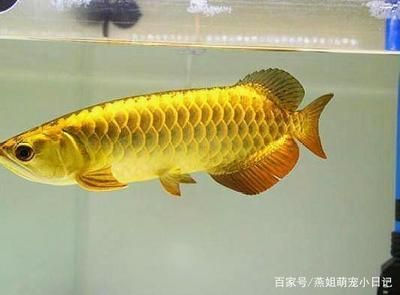 金龍魚吃啥長的快一點：金龍魚吃什么長得快 金龍魚吃啥長的快一點：金龍魚吃什么長得快 龍魚百科 第1張