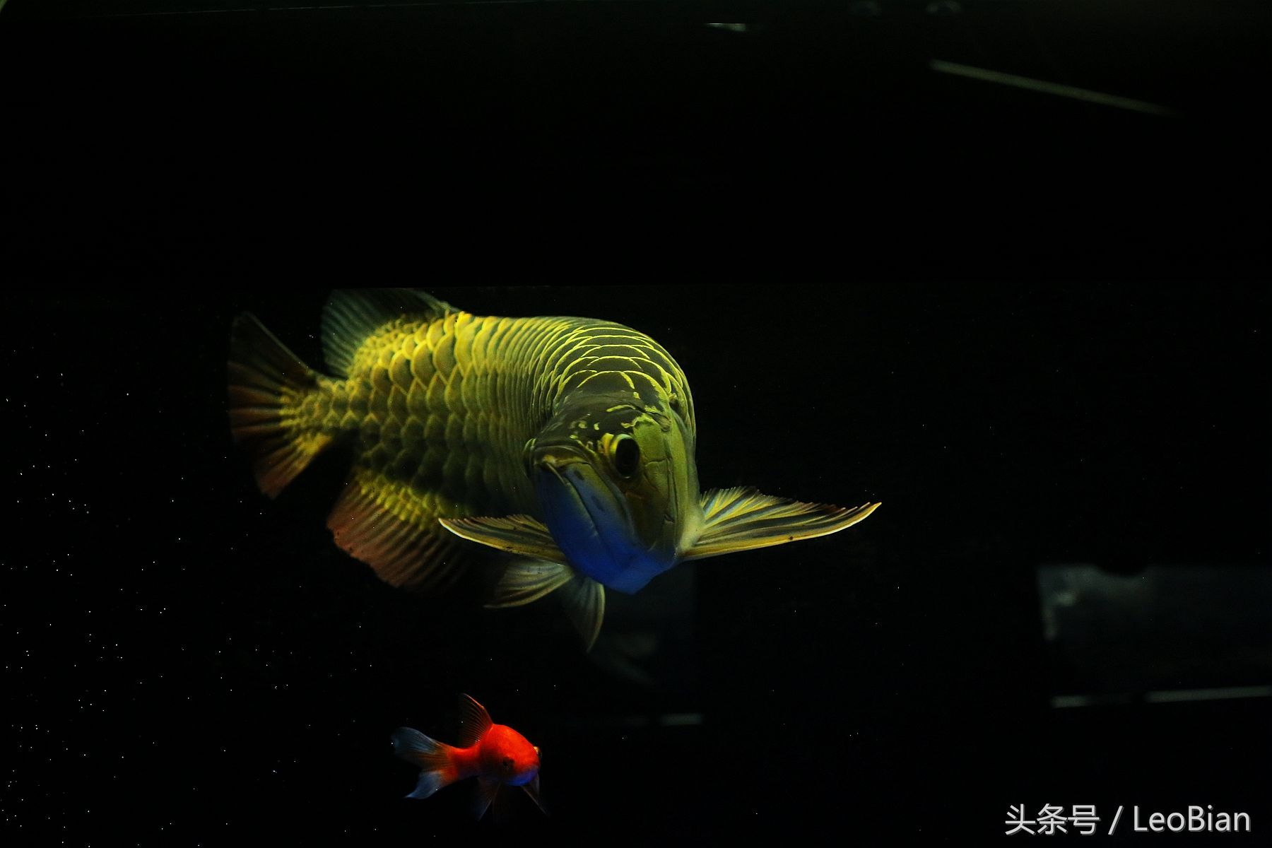 金龍魚吃啥長的快一點：金龍魚吃什么長得快 金龍魚吃啥長的快一點：金龍魚吃什么長得快 龍魚百科 第2張