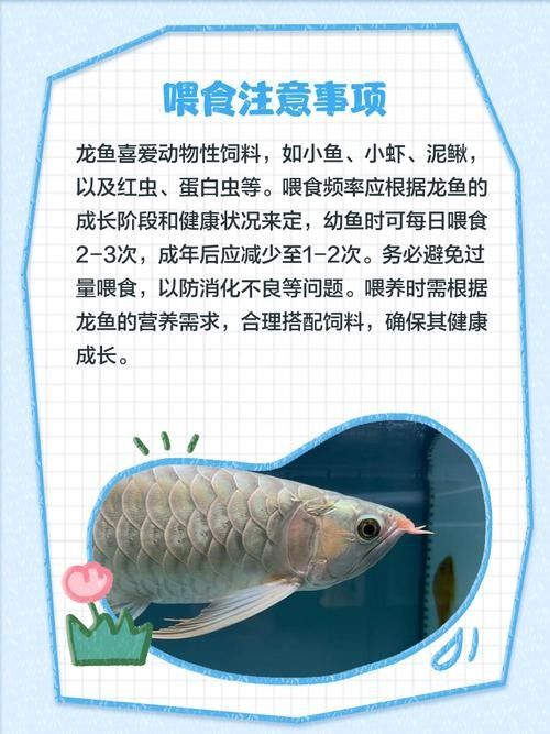 臺州開水族店怎么樣？加盟祥龍魚場賣龍魚市場怎樣？ 臺州開水族店怎么樣？加盟祥龍魚場賣龍魚市場怎樣？ 水族館百科（水族館加盟） 第7張