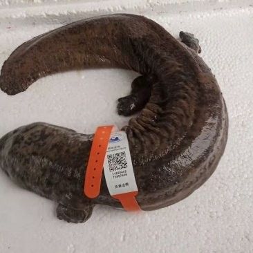 南鄭開水族店怎么樣？加盟祥龍魚場(chǎng)賣龍魚市場(chǎng)怎樣？ 南鄭開水族店怎么樣？加盟祥龍魚場(chǎng)賣龍魚市場(chǎng)怎樣？ 水族館百科（水族館加盟） 第15張