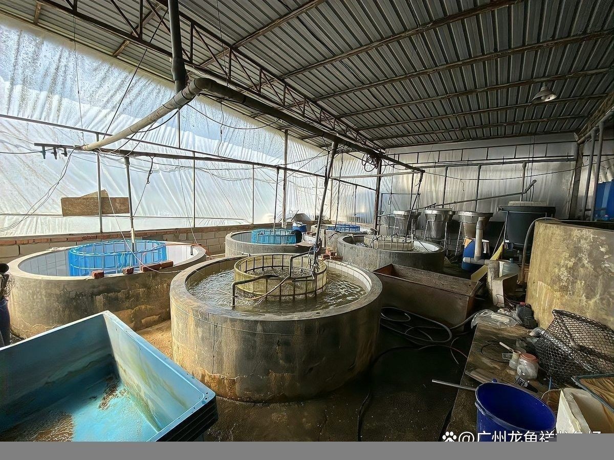 鹿城開水族店怎么樣？加盟祥龍魚場賣龍魚市場怎樣？