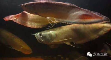 龍魚能和巴西亞魚一起養嗎（龍魚和巴西亞魚可以一起養但需要考慮一些因素以確保它們能夠和諧共處）