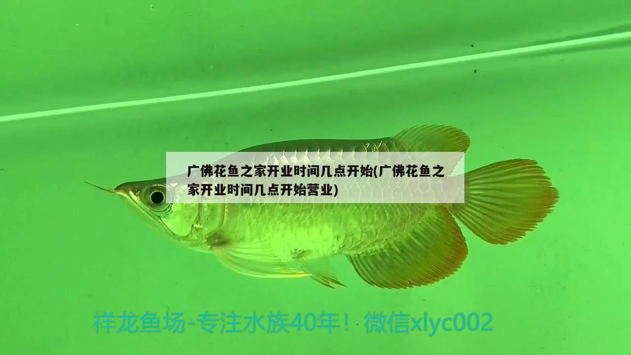 廣佛花魚之家開業時間幾點開始(廣佛花魚之家開業時間幾點開始營業)