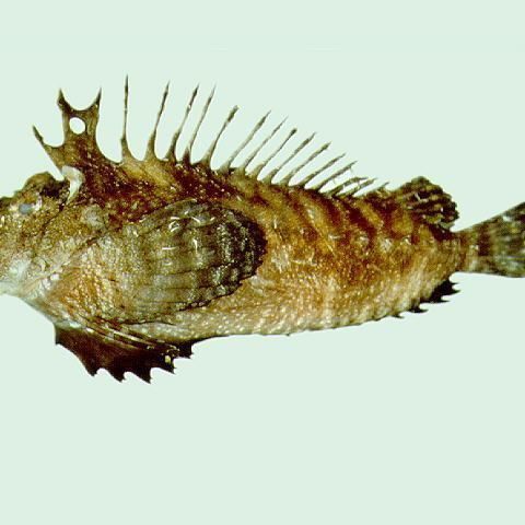 老虎魚長什么樣子