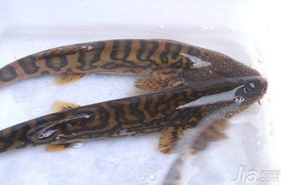 老虎魚長什么樣子