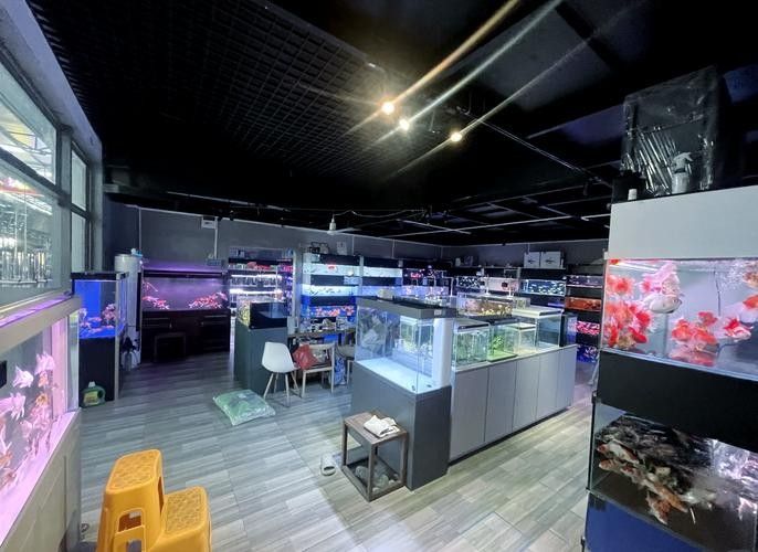 廣東開水族店怎么樣？加盟祥龍魚場賣龍魚市場怎樣？