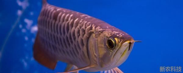 龍魚適合什么燈：如何選擇適合龍魚的燈光 龍魚適合什么燈：如何選擇適合龍魚的燈光 龍魚百科 第3張