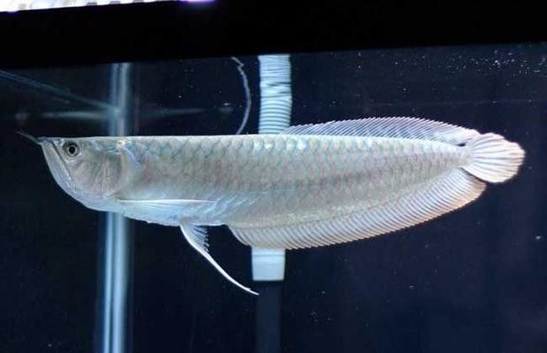 銀龍魚的樣子圖片