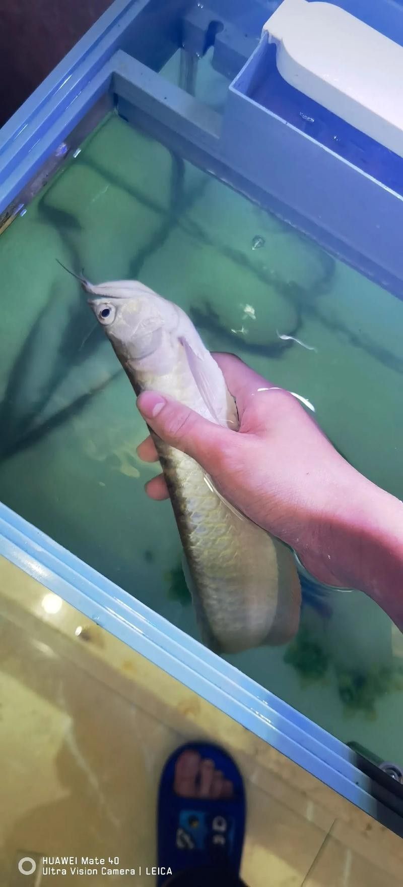 銀龍魚的樣子圖片