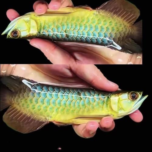 金龍魚幼魚圖片 金龍魚幼魚圖片 龍魚百科 第17張