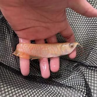 金龍魚幼魚圖片 金龍魚幼魚圖片 龍魚百科 第15張