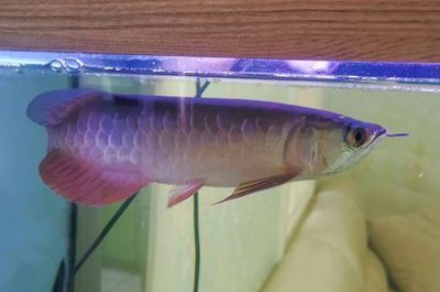 龍魚需要沖浪泵么（龍魚是否需要沖浪泵）