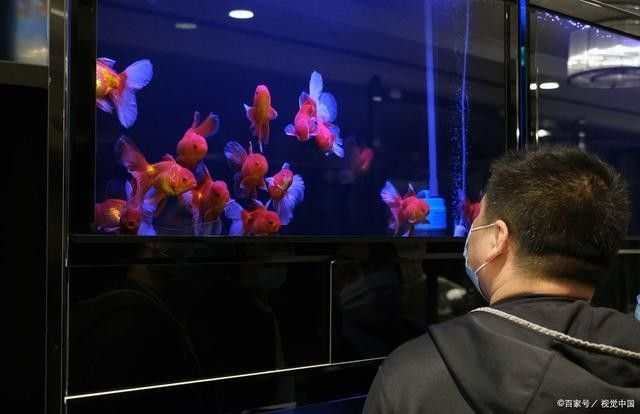 復興開水族店怎么樣？加盟祥龍魚場賣龍魚市場怎樣？