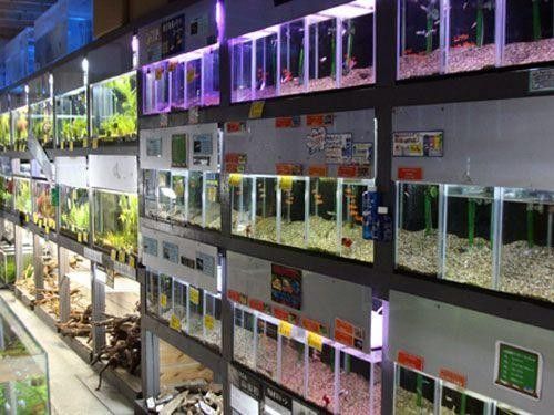 復興開水族店怎么樣？加盟祥龍魚場賣龍魚市場怎樣？