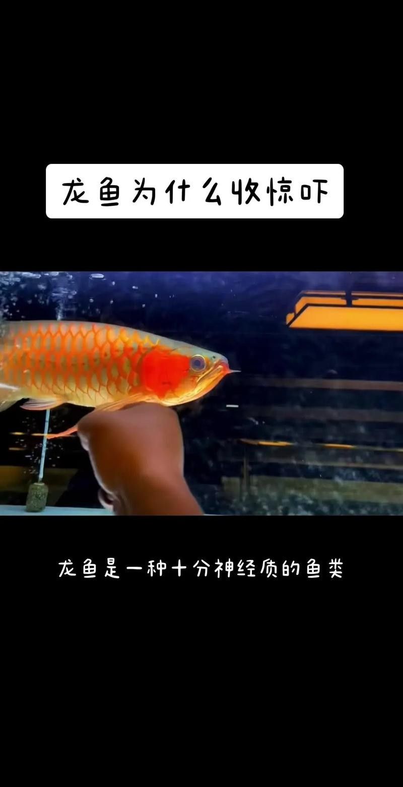 自貢開水族店怎么樣？加盟祥龍魚場賣龍魚市場怎樣？