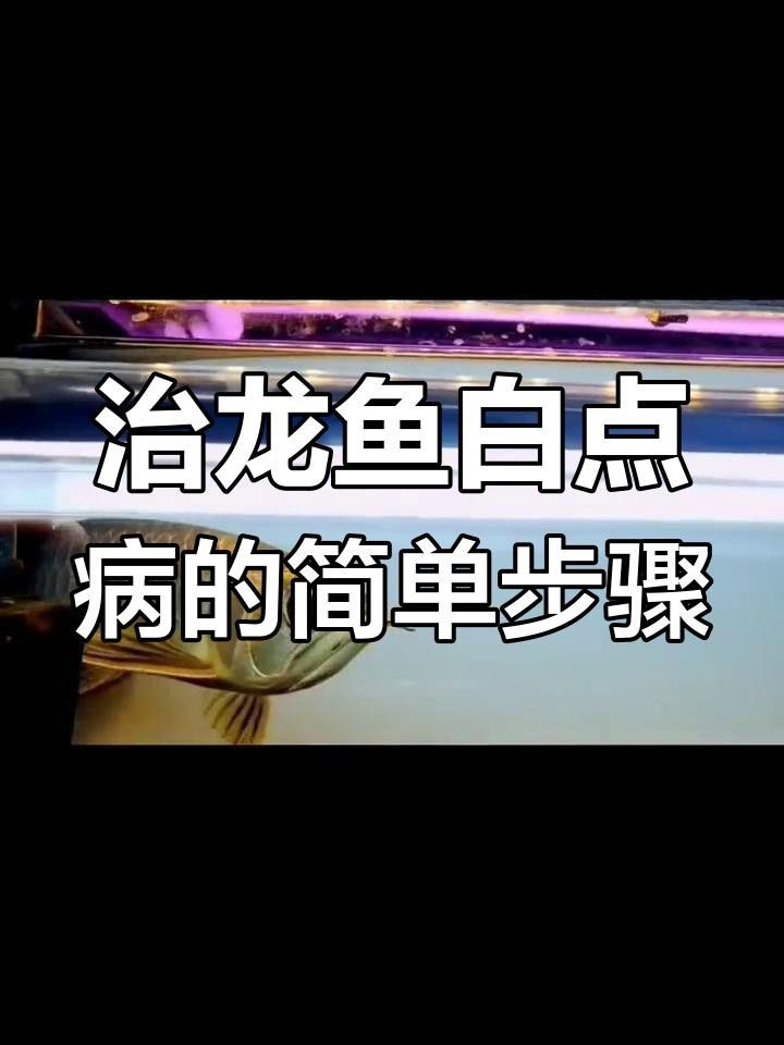 如何預防龍魚真菌感染和白點病？