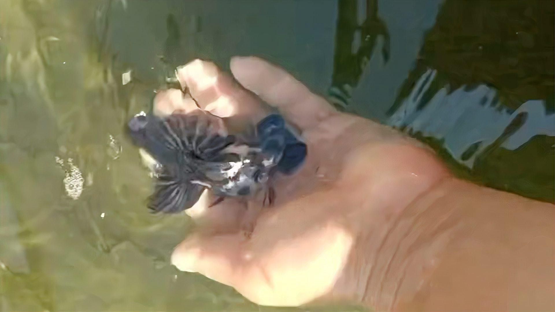 如何挑選高質(zhì)量的蝶尾金魚？ 如何挑選高質(zhì)量的蝶尾金魚？ 龍魚百科 第1張