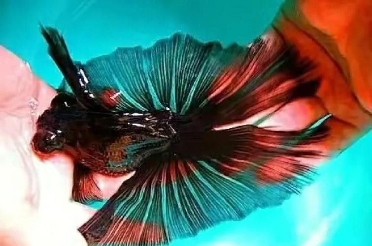 如何挑選高質(zhì)量的蝶尾金魚？ 如何挑選高質(zhì)量的蝶尾金魚？ 龍魚百科 第5張