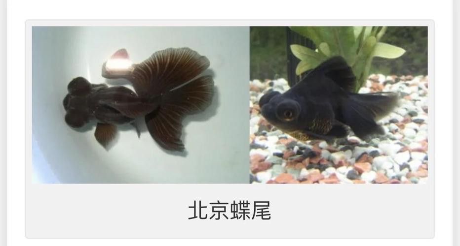 如何挑選高質(zhì)量的蝶尾金魚？ 如何挑選高質(zhì)量的蝶尾金魚？ 龍魚百科 第4張