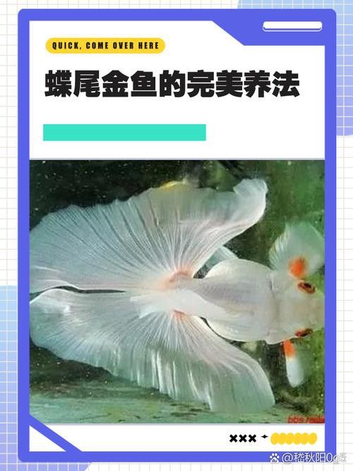 如何挑選高質(zhì)量的蝶尾金魚？ 如何挑選高質(zhì)量的蝶尾金魚？ 龍魚百科 第3張