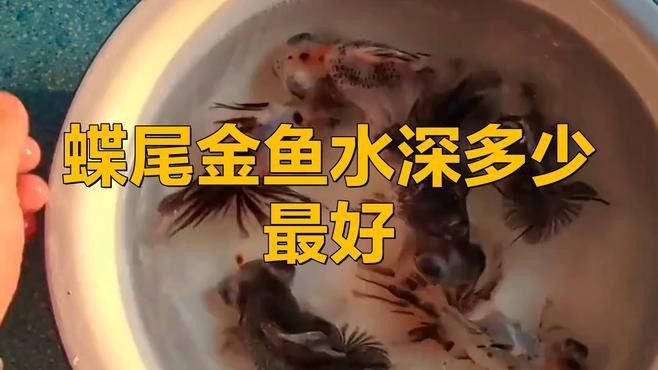 如何挑選高質(zhì)量的蝶尾金魚？ 如何挑選高質(zhì)量的蝶尾金魚？ 龍魚百科 第9張