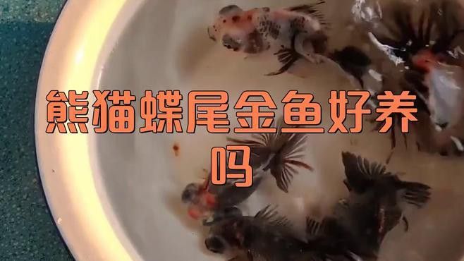 如何挑選高質(zhì)量的蝶尾金魚？ 如何挑選高質(zhì)量的蝶尾金魚？ 龍魚百科 第10張