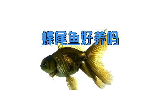 如何挑選高質(zhì)量的蝶尾金魚？ 如何挑選高質(zhì)量的蝶尾金魚？ 龍魚百科 第8張