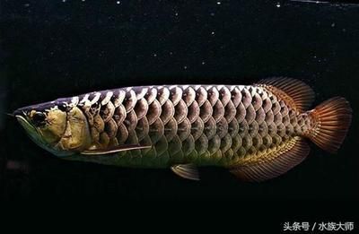 金龍魚怎么區(qū)分過背和高背魚：過背和高背金龍魚的區(qū)別， 金龍魚怎么區(qū)分過背和高背魚：過背和高背金龍魚的區(qū)別， 龍魚百科 第1張