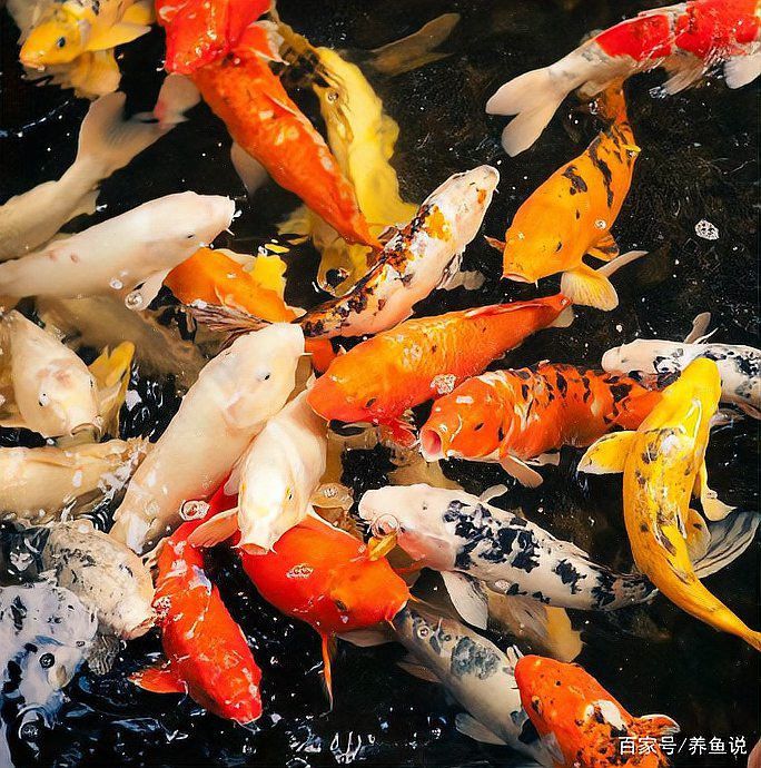龍魚(yú)呼吸急促可以喂食嗎？ 龍魚(yú)呼吸急促可以喂食嗎？ 龍魚(yú)百科 第1張