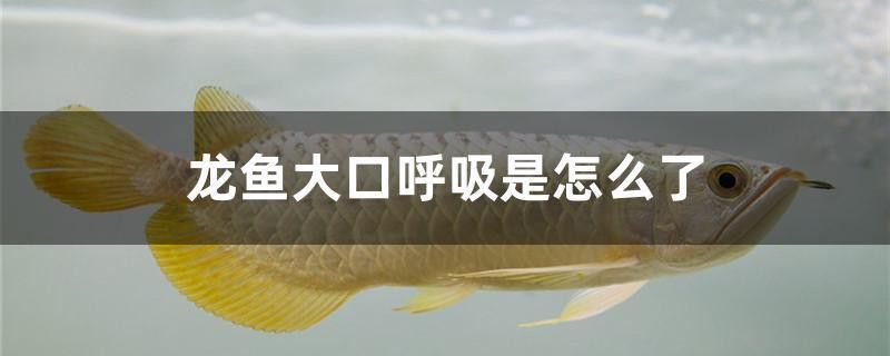 龍魚(yú)呼吸急促可以喂食嗎？ 龍魚(yú)呼吸急促可以喂食嗎？ 龍魚(yú)百科 第6張