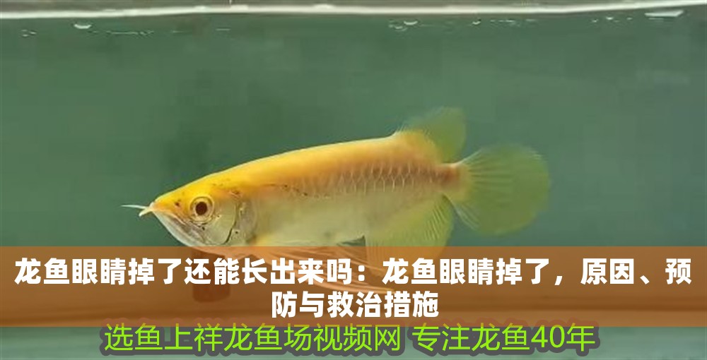 龍魚眼睛掉了還能長出來嗎：龍魚眼睛掉了，原因、預防與救治措施