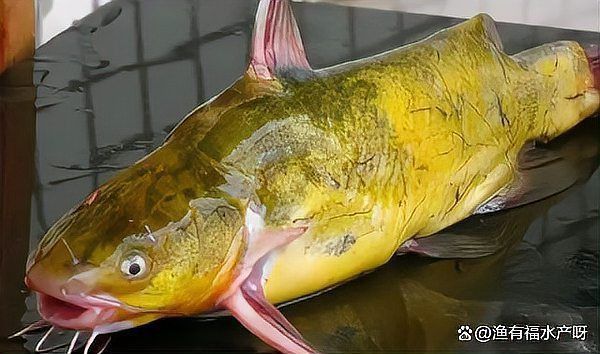 魚得了大肚子病怎么治