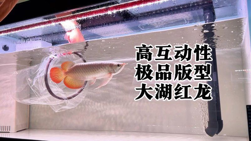 龍魚論壇天王至尊紅龍怎么樣