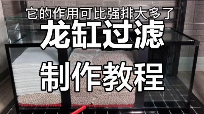 50cm高背金龍魚需要什么樣的過濾系統？