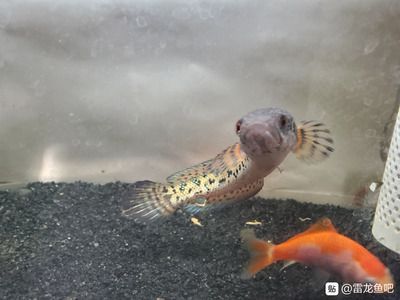 雷龍魚幻紅能長多大好養嗎，如何預防雷龍魚幻紅攻擊性，雷龍魚幻紅混養注意事項