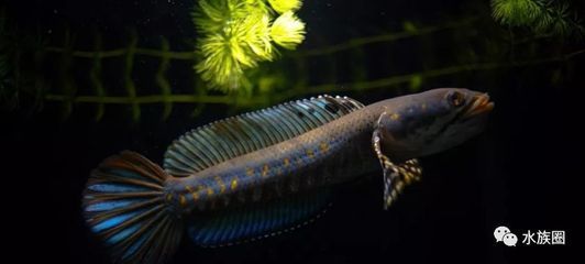 雷龍魚幻紅能長多大好養嗎，如何預防雷龍魚幻紅攻擊性，雷龍魚幻紅混養注意事項