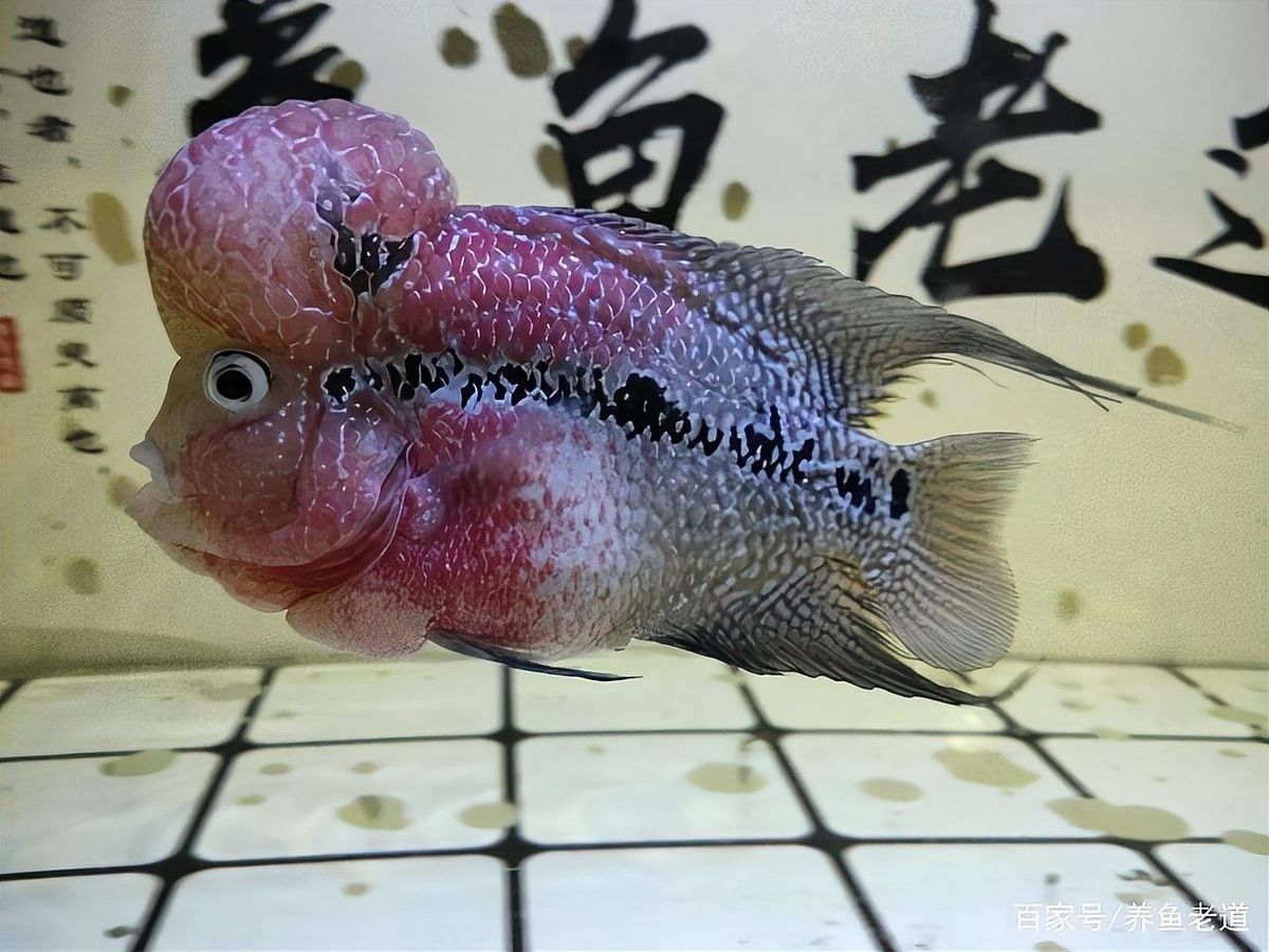 新市開水族店怎么樣？加盟祥龍魚場賣龍魚市場怎樣？