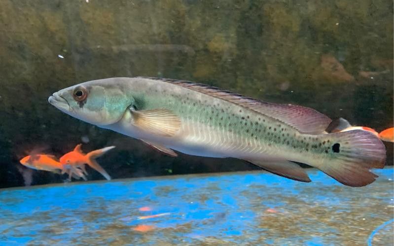 孔雀龍魚種類及圖片大全欣賞圖