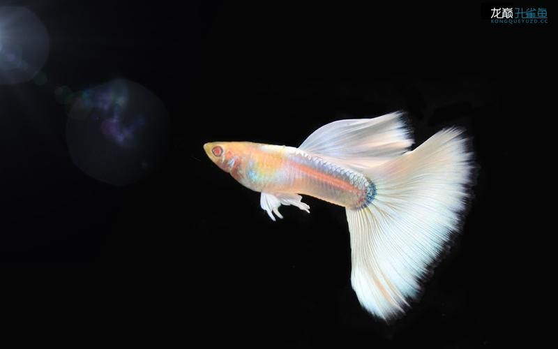 孔雀龍魚種類及圖片大全欣賞圖
