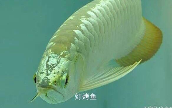 金龍魚的鱗片怎么樣才會金，如何讓金龍魚的鱗片變得金黃