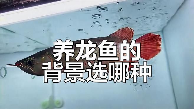 金龍魚黑色背景圖