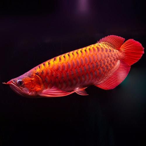 金龍魚黑色背景圖