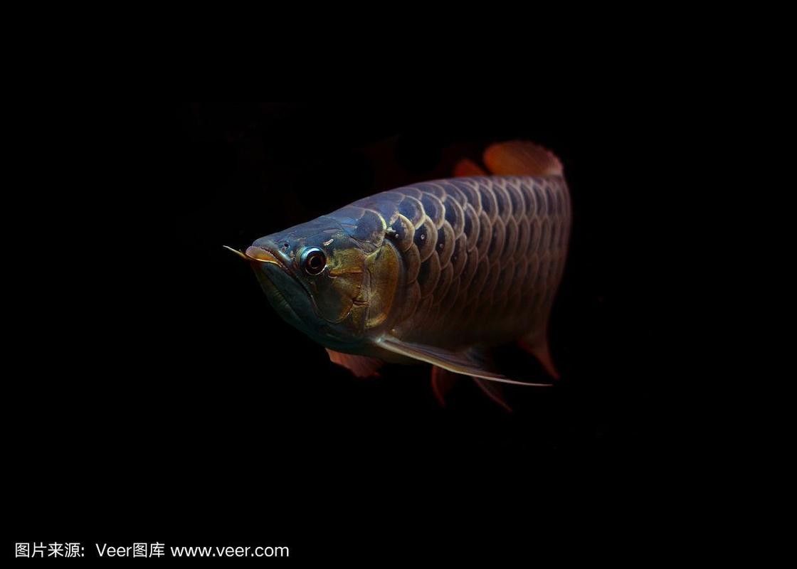 金龍魚黑色背景圖